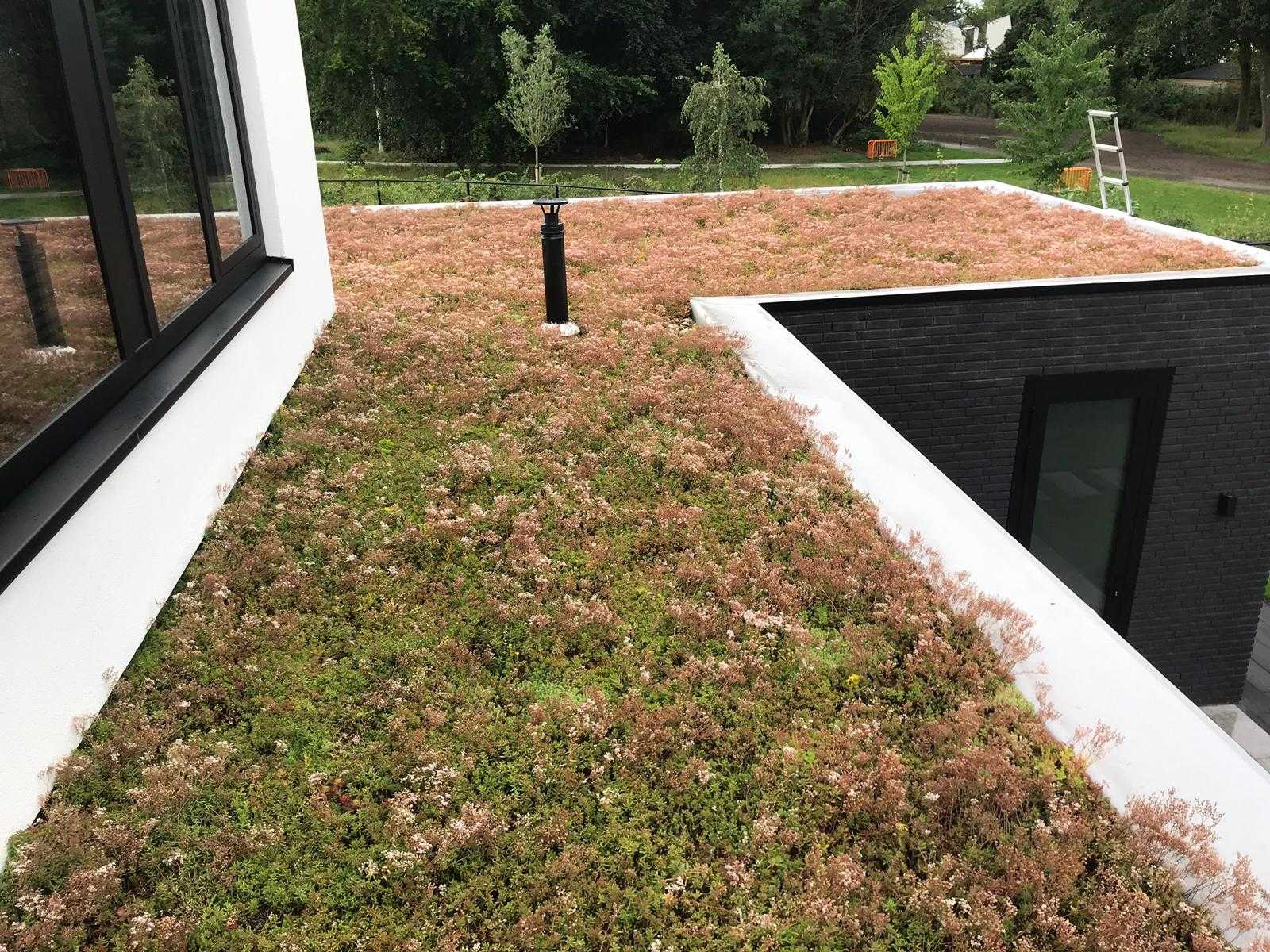 Groen dak aanleggen resultaat plat dak